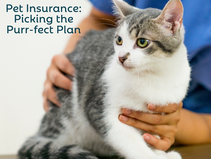 Pet Insurance Cat